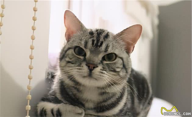 美短猫跟狸花猫很像,但是美短猫更值得饲养