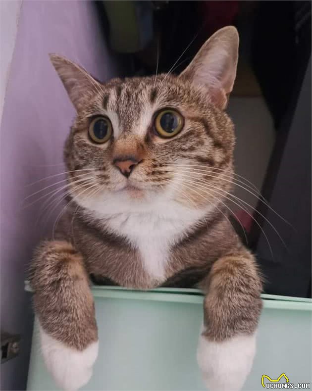 美短猫跟狸花猫很像,但是美短猫更值得饲养