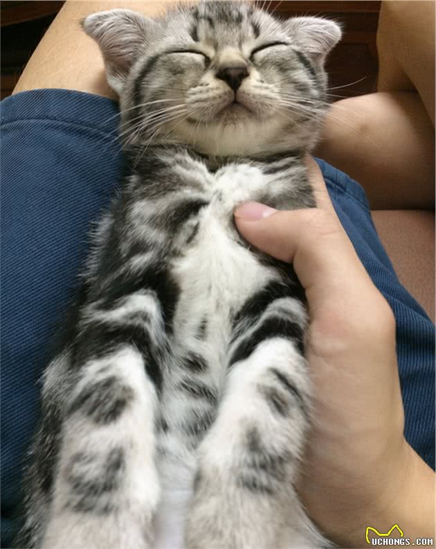 美短猫跟狸花猫很像,但是美短猫更值得饲养