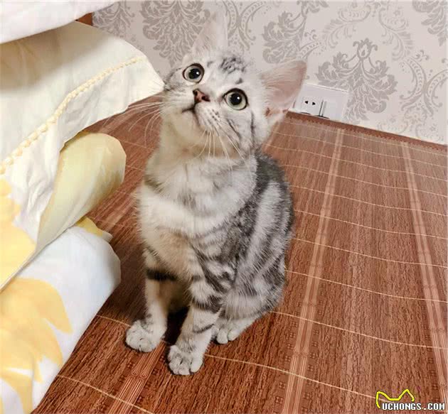 美短猫跟狸花猫很像,但是美短猫更值得饲养