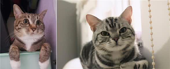 美短猫跟狸花猫很像，但是美短猫更值得饲养