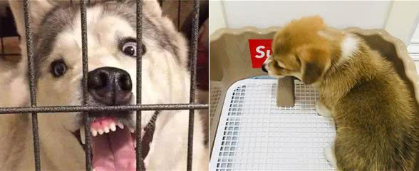 这6种养狗必备的基本技能，哪些是被你忽略的？