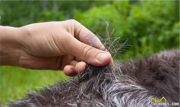 关于犬猫皮肤病看这一篇就够了（上）