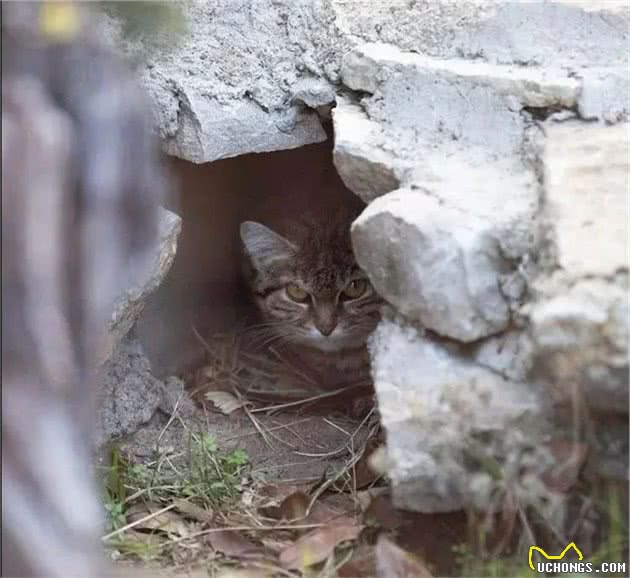 铲屎官发现一窝狸花猫，却无法救助，原来是遇到了致命杀手黑足猫