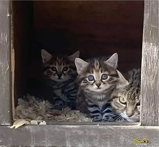 铲屎官发现一窝狸花猫，却无法救助，原来是遇到了致命杀手黑足猫