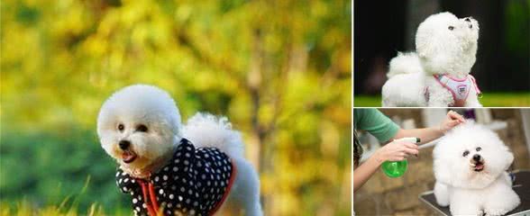 比熊犬体臭严重怎么办？主人快帮它，清洗这5个地方