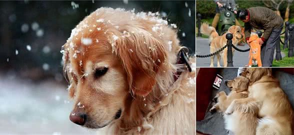 比起狗窝，金毛犬更喜欢“睡”在这4个地方，你家狗子是哪种？