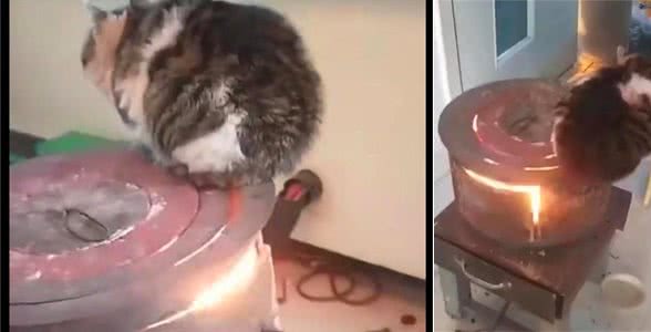 猫咪趴在炉上取暖，毛都被烧焦了也没发觉，猫：免费做个离子烫