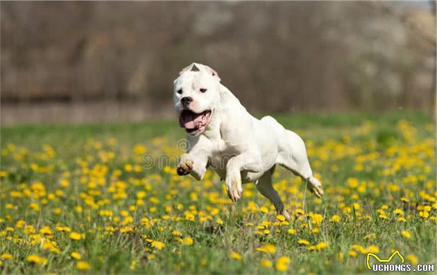 十只杜高犬和十只鬣狗关在一起，杜高犬能否打赢非洲鬣狗呢？