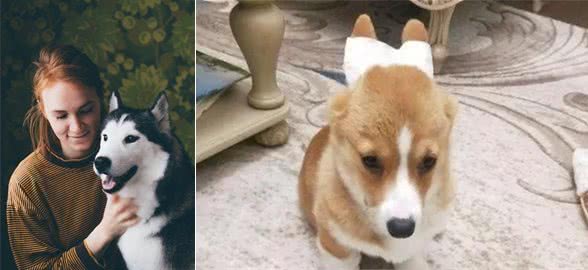 夏季养狗必知：耳螨问题不容小觑，铲屎官应这样预防和治疗