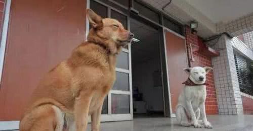 这几种猛犬，偷狗贼都不敢偷，看到都会掉头就走