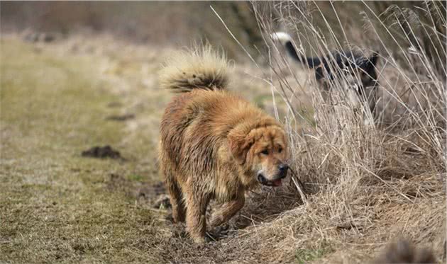 这几种猛犬，偷狗贼都不敢偷，看到都会掉头就走