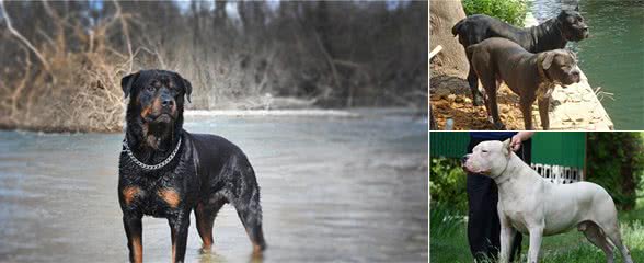 这几种猛犬，偷狗贼都不敢偷，看到都会掉头就走