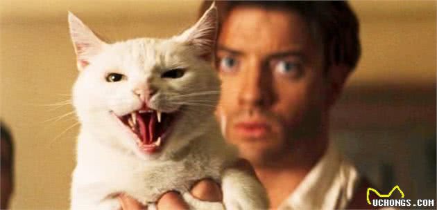 一具神奇的埃及猫木乃伊，为什么不是一猫一间，而是三猫一间？