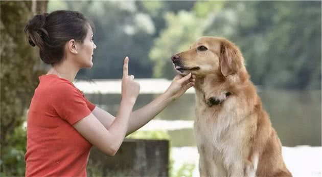 狗狗犯错应责罚，可以打吗？如何打效果最好