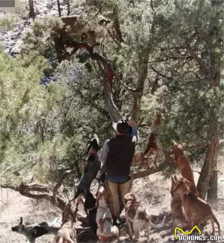 美洲狮最害怕的狗，常被赶到绝地，只因人类培育了狗也会爬树本领