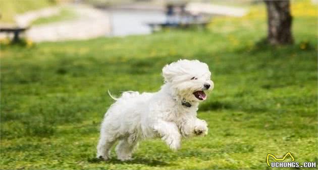 马尔济斯犬、比熊犬，都是一身洁白的毛发，在你心中哪种颜值高？