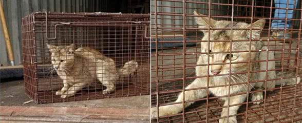 中国狸花猫成“偷渡客”？被困印度港口3个月，助它脱困的人真多