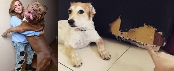 狗狗天生就调皮，但还是那么多人想养，你说气人不气人？
