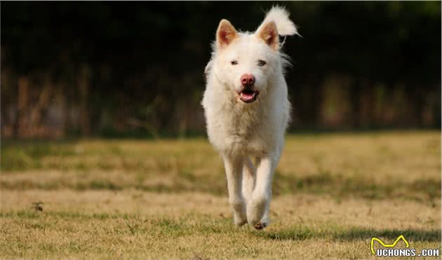 中国最稀有的四大猎犬，却要濒临灭绝了，你还不知道是哪些吗？