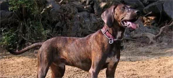 「普罗特猎犬」狩猎旅行的好伙伴