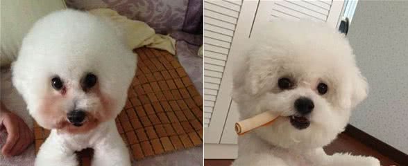 比熊犬泪痕严重,记住“四不吃、四多吃”,跟泪痕说再见