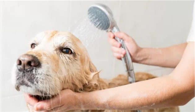 在家里洗澡的狗狗怎么洗?
