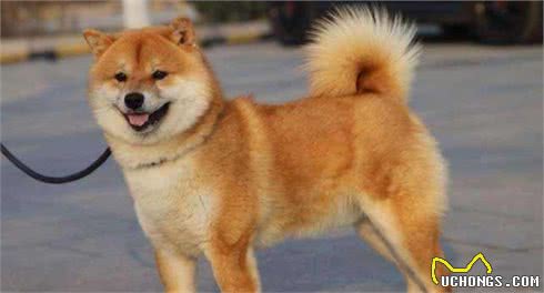 都是土狗，中华田园犬为啥被嫌弃，柴犬却大受欢迎
