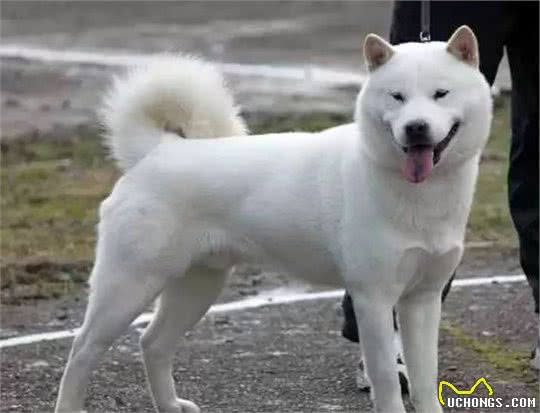 都是土狗，中华田园犬为啥被嫌弃，柴犬却大受欢迎