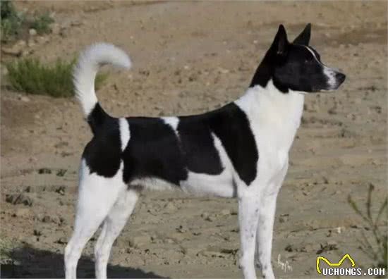 都是土狗，中华田园犬为啥被嫌弃，柴犬却大受欢迎
