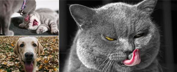 猫为什么热衷于“洗脸”？原来这是它的最高使命