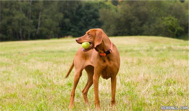 猎犬基因的狗子天生好动，训练有3个基本原则，土狗或串串也如此