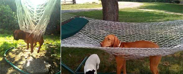 有一只精力充沛的狗是怎样的体验?铲屎官:谁要谁就拉走赶紧的