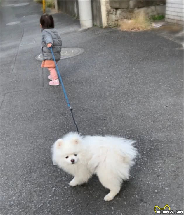 慵懒博美讨厌散步，在家笑的多灿烂出门就多痛苦：可以不去遛吗？