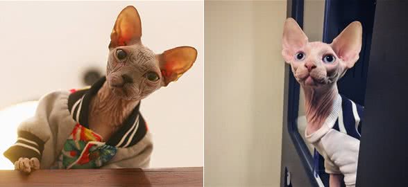 无毛猫饲养的注意事项，注意这6点，才能把猫养好