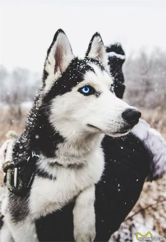 俄罗斯名犬，西伯利亚雪橇犬，又称恶霸犬