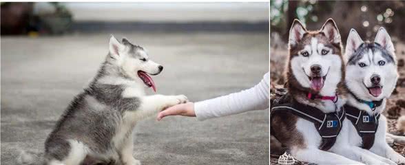 俄罗斯名犬，西伯利亚雪橇犬，又称恶霸犬