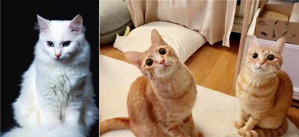 养这几种猫，直接省下一万块