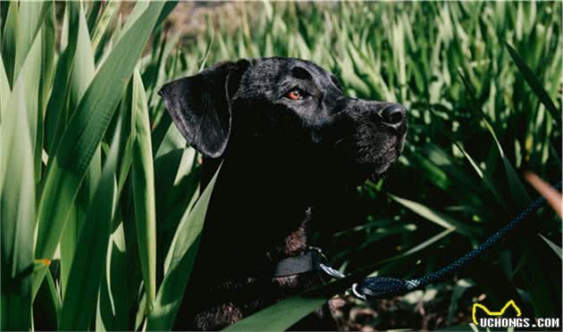 做个合格的铲屎官，了解长毛犬的护理技巧