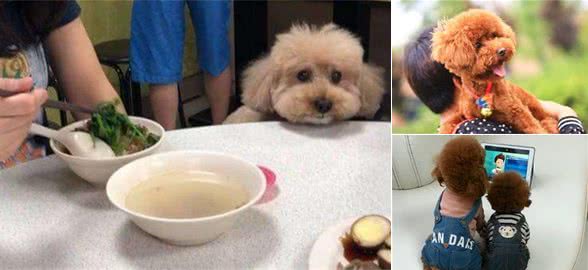 你家泰迪犬有这5种行为，恭喜你，它把自己当“人”了