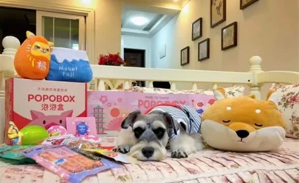 知道狗狗玩玩具的好处后，你是否知道给狗狗挑选玩具的技巧？