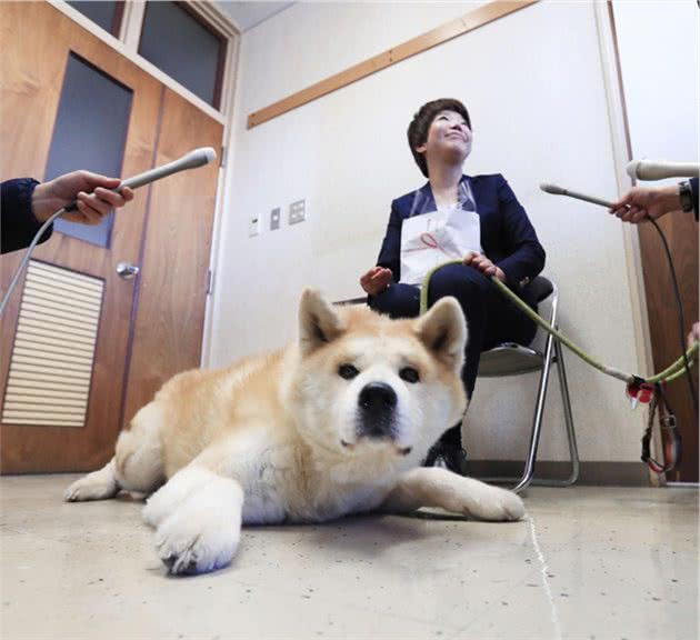 日本高龄秋田犬勇救90岁老太获政府嘉奖，主人称其为回报人类