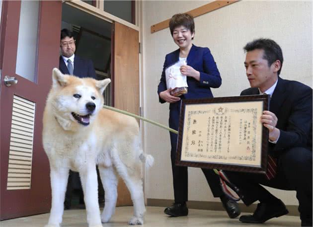 日本高龄秋田犬勇救90岁老太获政府嘉奖，主人称其为回报人类