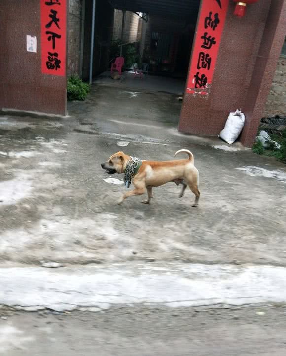 土狗吃饭太慢，结果只能自己驮着狗链子去店里，还得被拴着