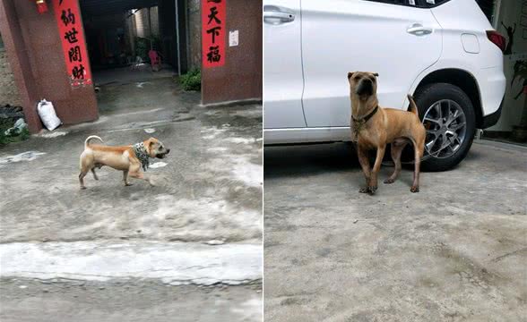 土狗吃饭太慢，结果只能自己驮着狗链子去店里，还得被拴着