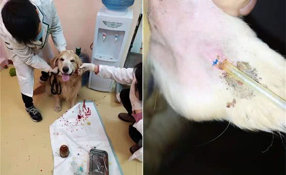 狗狗耳血肿治疗方法