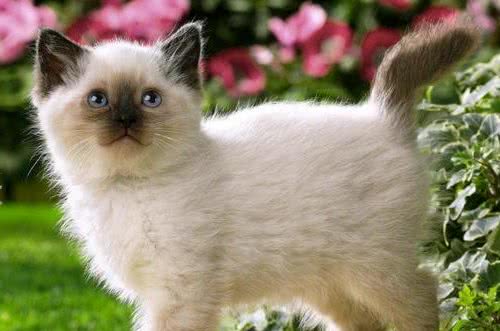 猫咪百科之巴厘猫