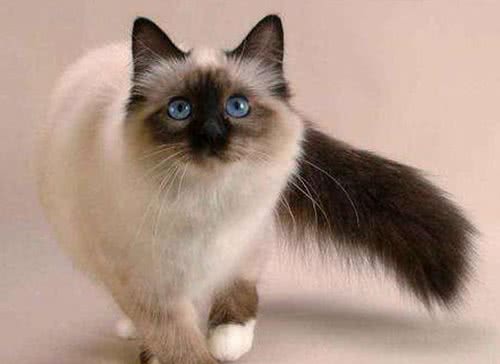 猫咪百科之巴厘猫