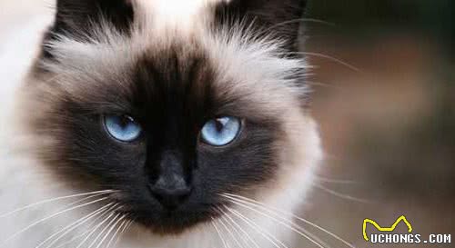 猫咪百科之巴厘猫