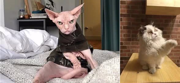 新培育出来的猫种，没有一只长得像猫的：这都是什么小东西？